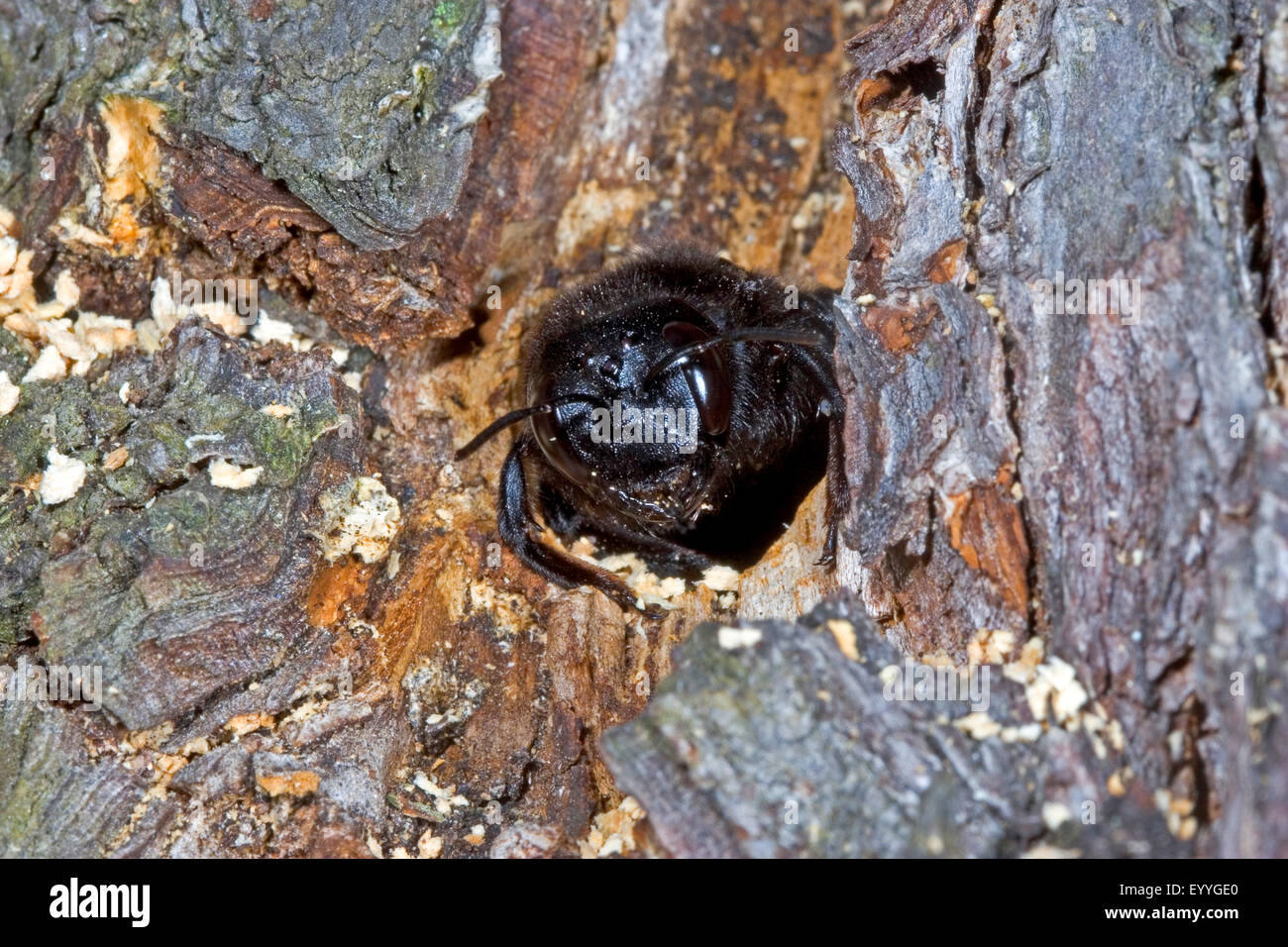 Violet abeille charpentière (Xylocopa violacea), nid dans un tronc d'arbre, Allemagne Banque D'Images