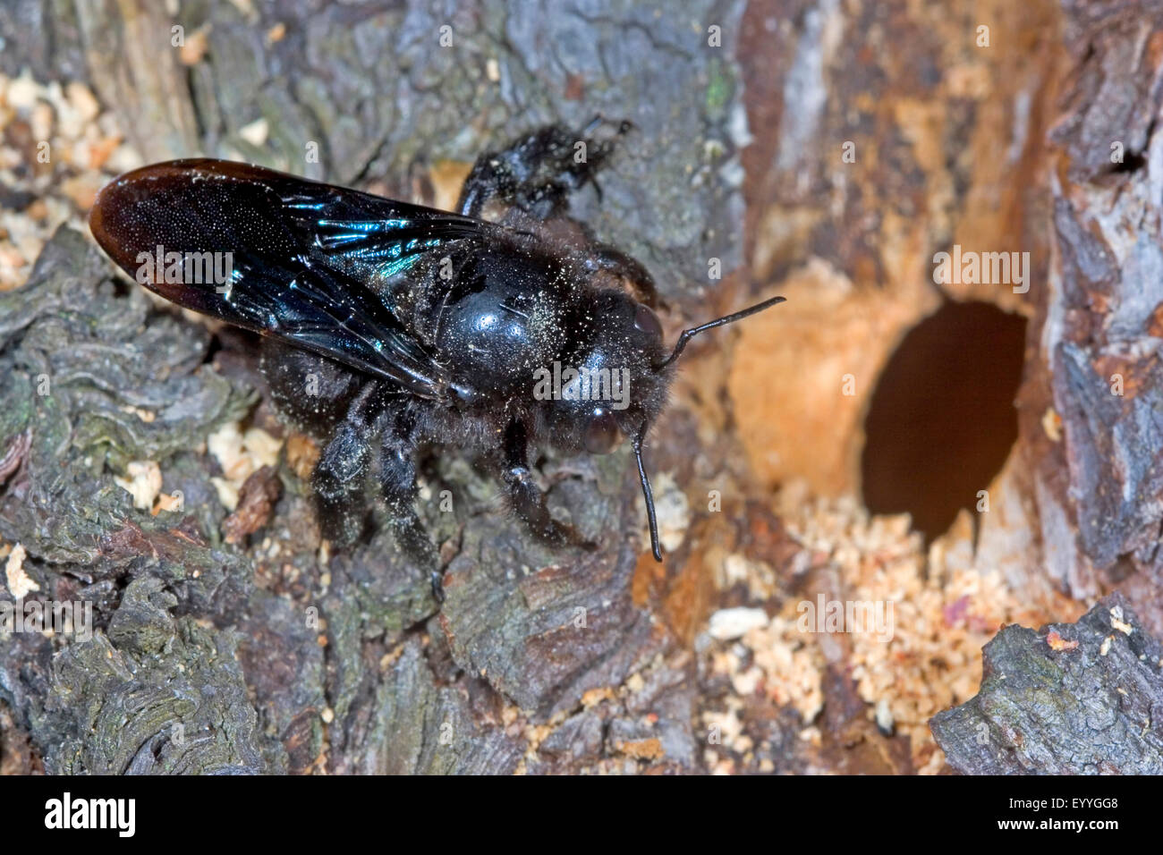Violet abeille charpentière (Xylocopa violacea), nid dans un tronc d'arbre, Allemagne Banque D'Images
