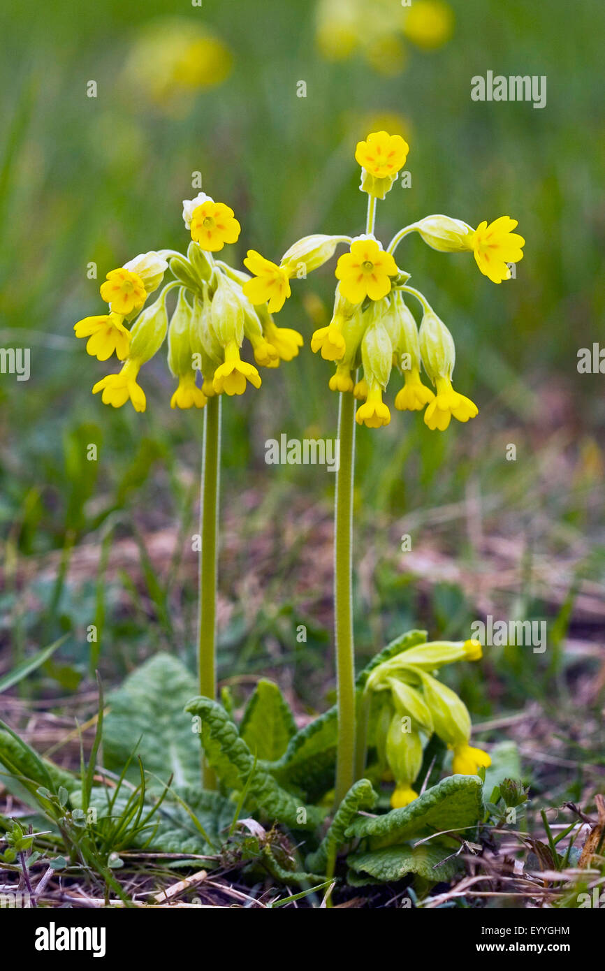 (Primrose Primula veris coucou bleu), la floraison, Allemagne Banque D'Images