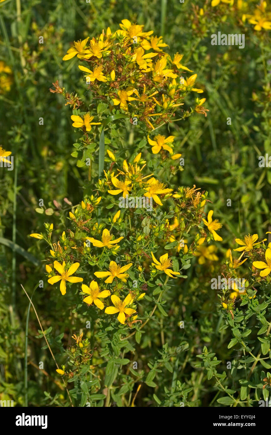 Politique St John's wort-perforer, St John's wort, mauvaises herbes klamath, St. John's-millepertuis (Hypericum perforatum), la floraison, Allemagne Banque D'Images