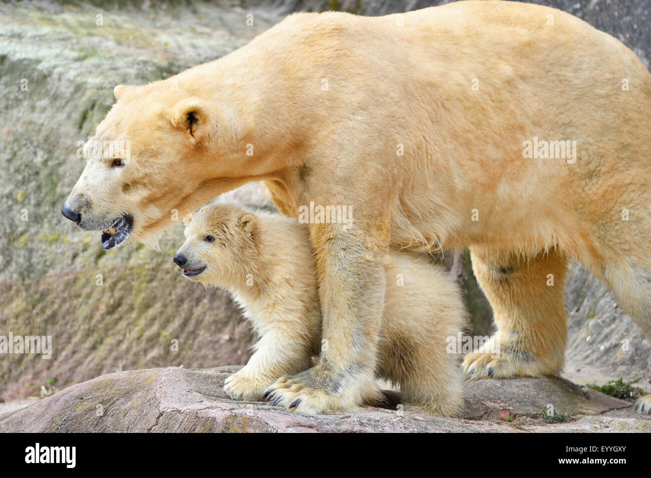 L'ours polaire (Ursus maritimus), la mère avec son petit dans un zoo Banque D'Images