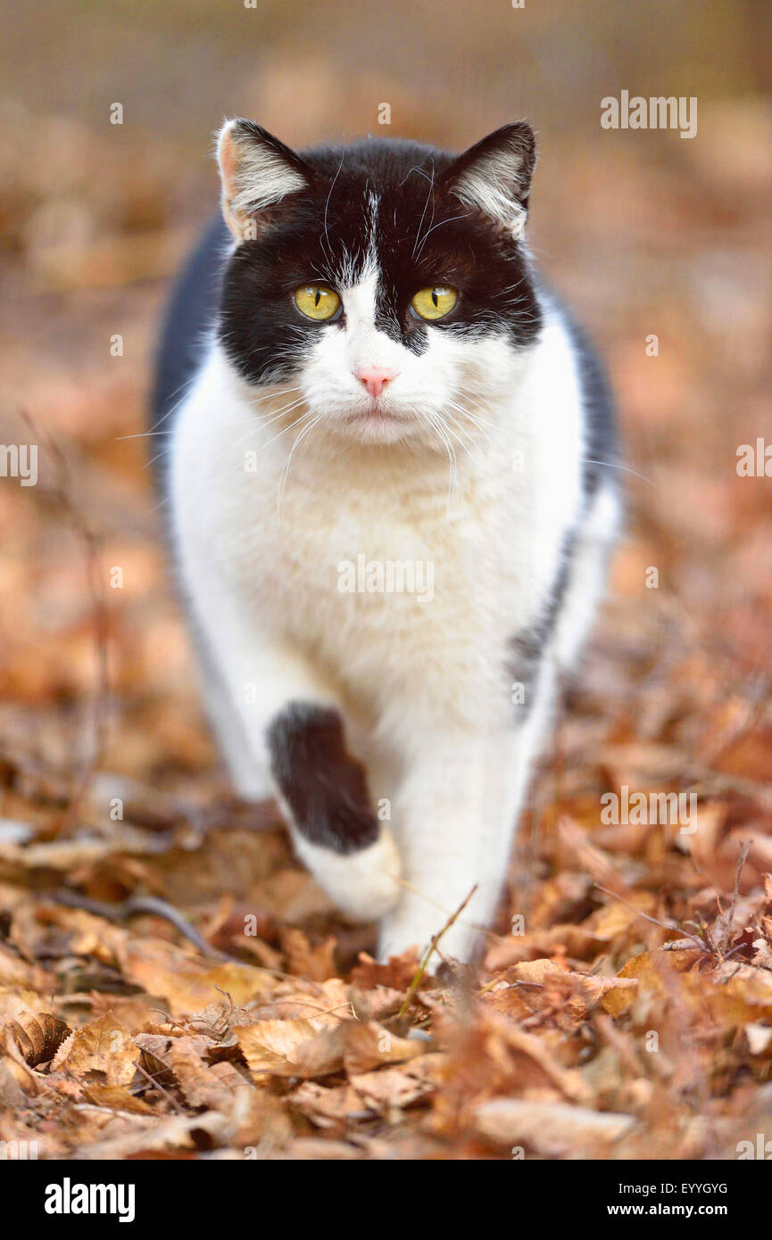 Chat domestique, le chat domestique (Felis silvestris catus), f. sur les feuilles tombées, Allemagne Banque D'Images