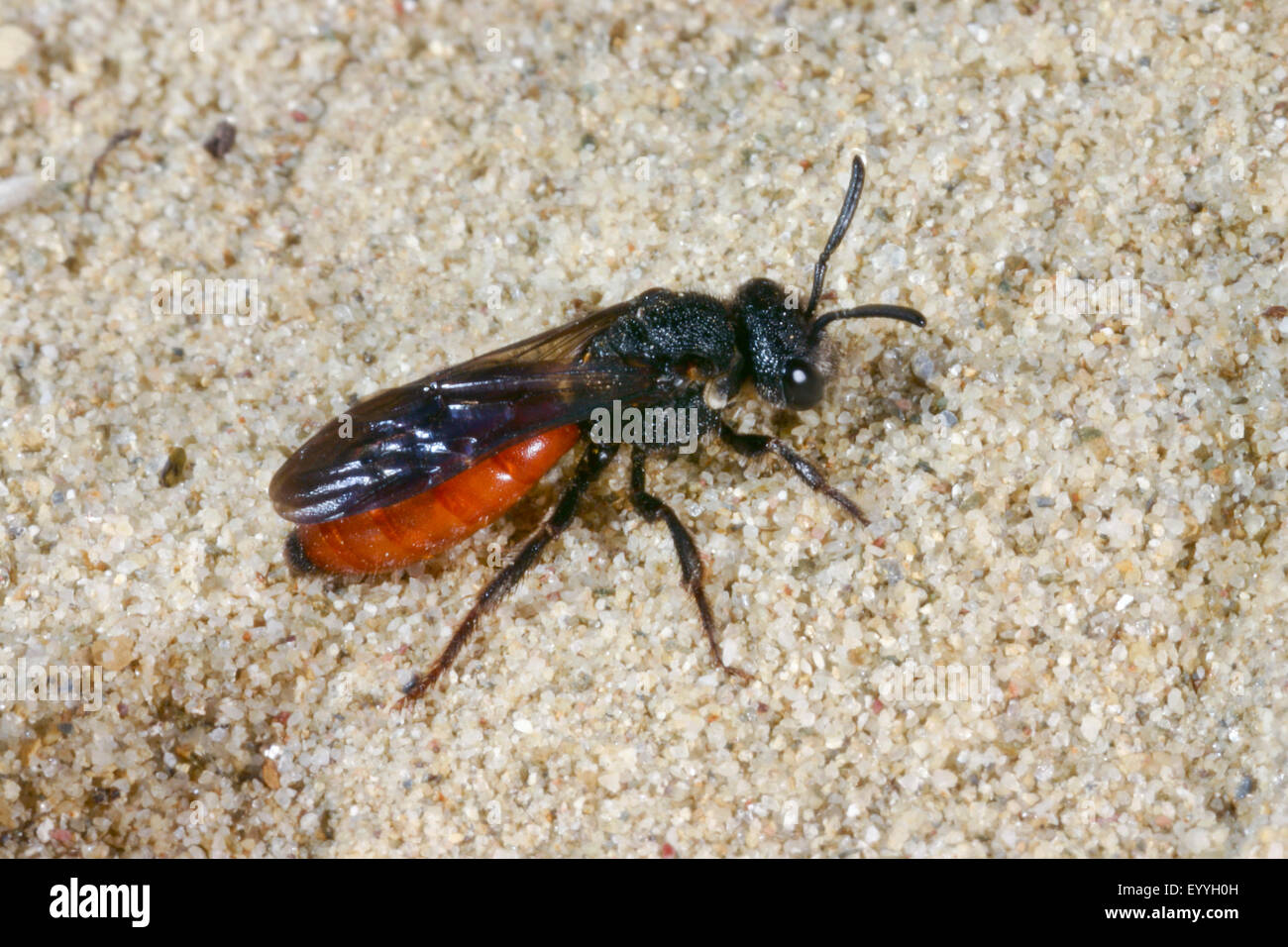 Cuckoo bee bee, sueur, Halictid Sphecodes albilabris (abeilles, Sphecodes fuscipennis), sur le sable, Allemagne Banque D'Images