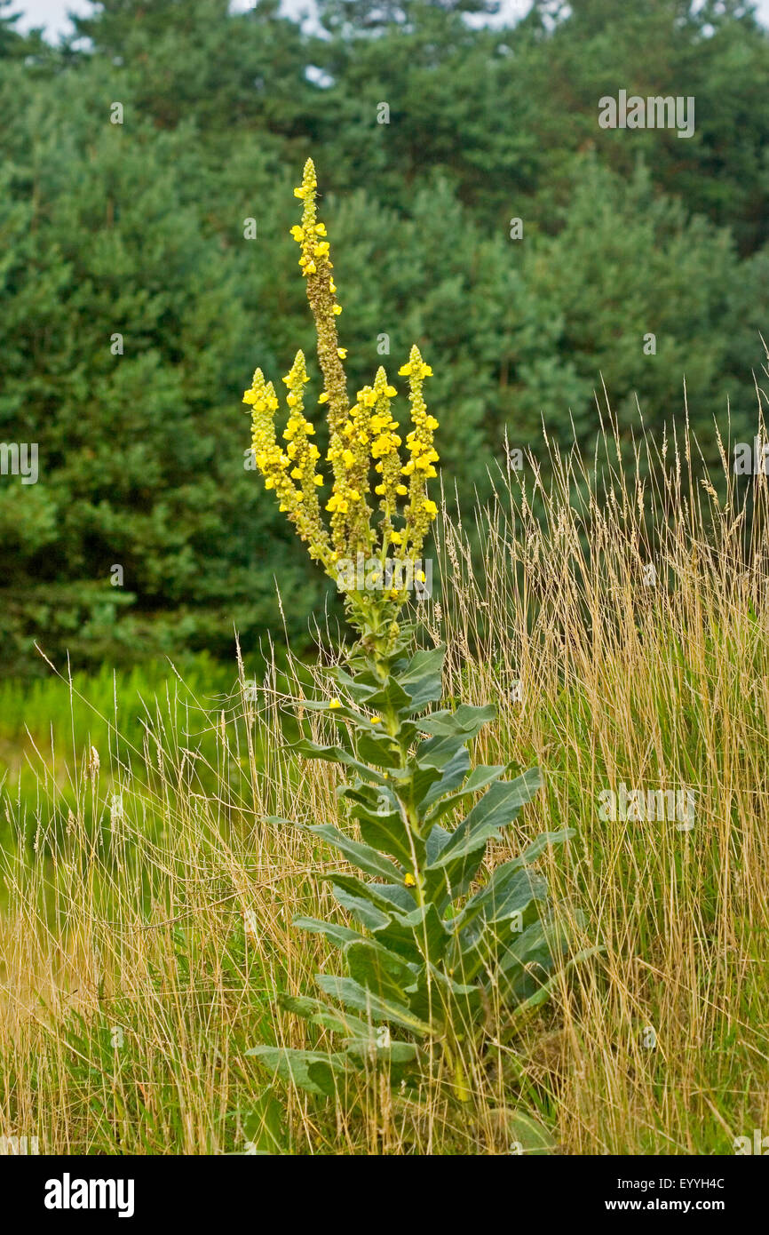 Molène à fleurs denses, denses (Verbascum densiflorum molène, Verbascum thapsiforme), blooming, Allemagne Banque D'Images