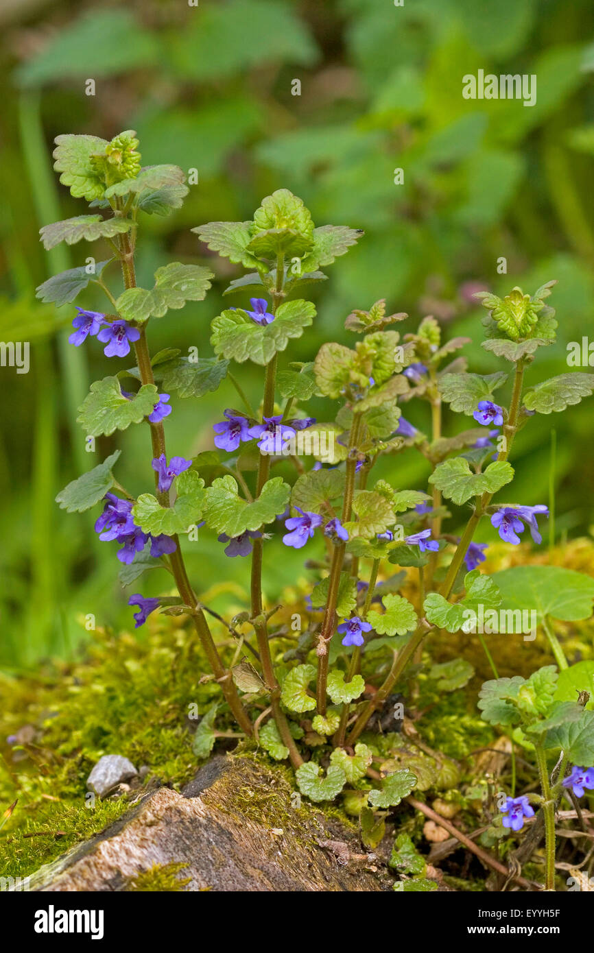 Gill sur le sol, le lierre terrestre (Glechoma hederacea), blooming, Allemagne Banque D'Images