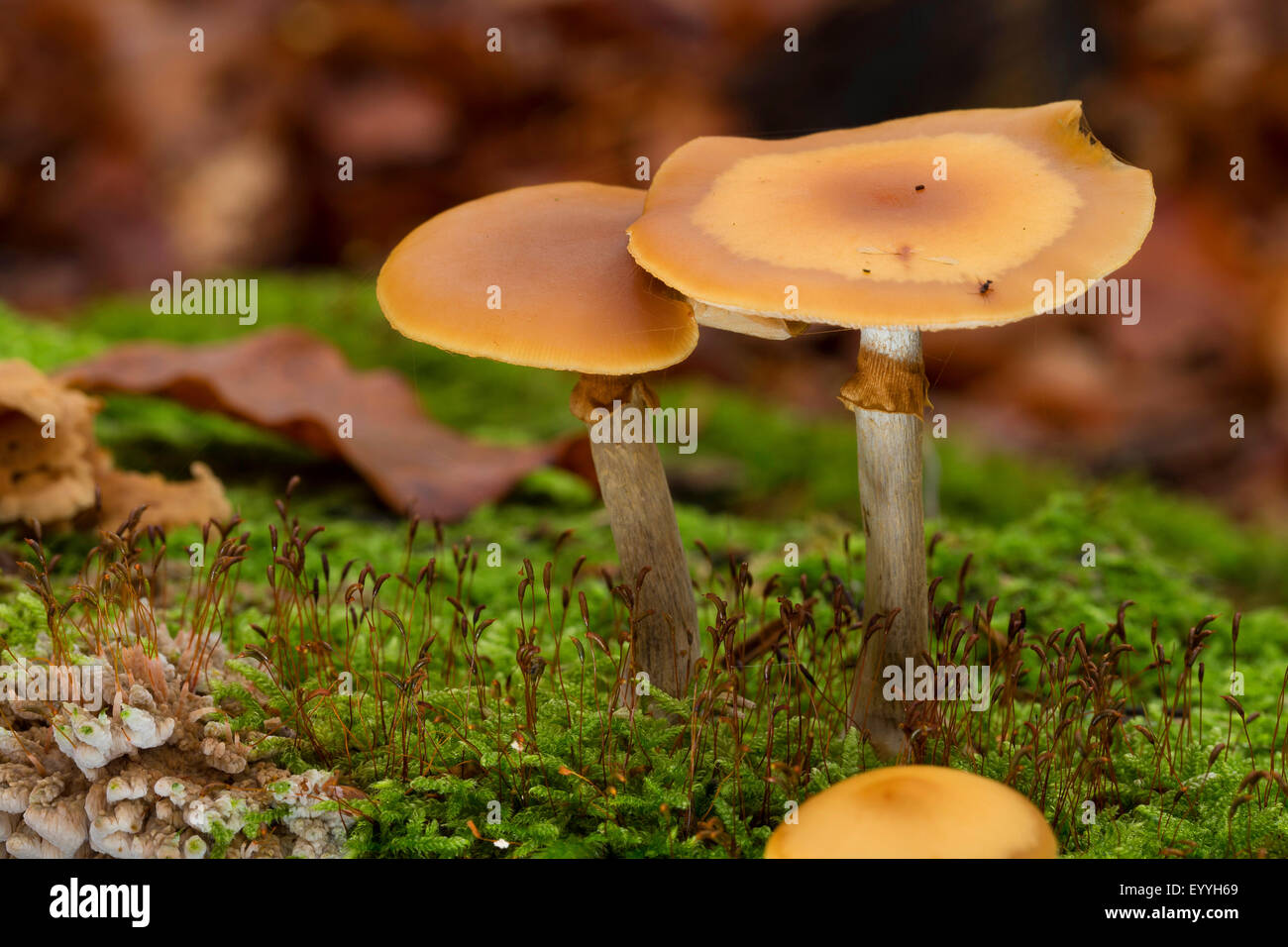 Funeral bell (Galerina marginata, Galerina autumnalis, Psilocybe marginata), entre moss, Allemagne Banque D'Images