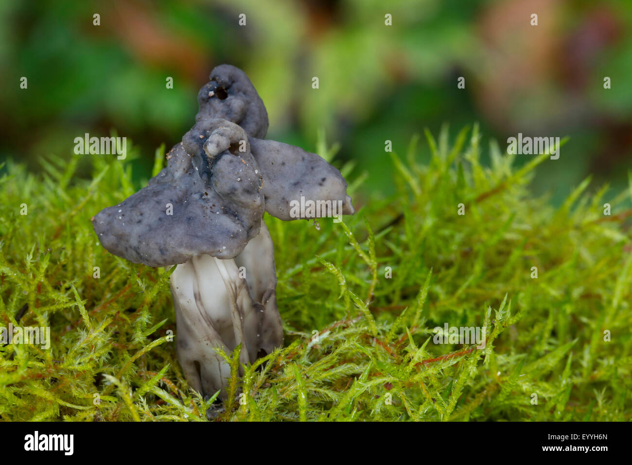 Gris ardoise, selle noir cannelé elfin saddle, Elfin saddle (Helvella lacunosa, Helvella sulcata), dans la région de moss, Allemagne Banque D'Images