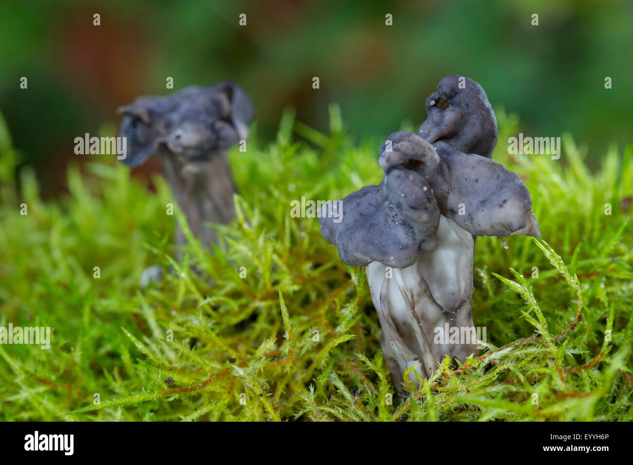 Gris ardoise, selle noir cannelé elfin saddle, Elfin saddle (Helvella lacunosa, Helvella sulcata), dans la région de moss, Allemagne Banque D'Images