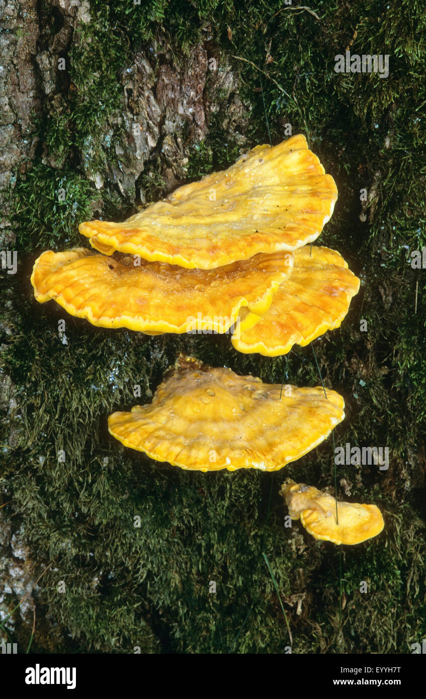 Le Poulet des bois, Aulphur polypore, soufre (plateau) : sulphureus, sur un tronc d'arbre, Allemagne Banque D'Images