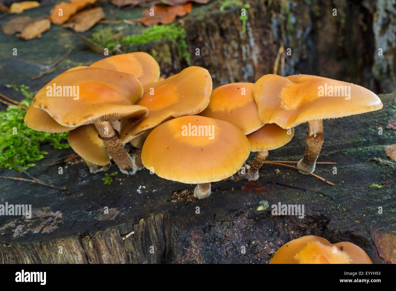 Woodtuft Scalycap, gainé (Kuehneromyces mutabilis, Galerina mutabilis, Pholiota Mutabilis), sur le bois mort, Allemagne Banque D'Images