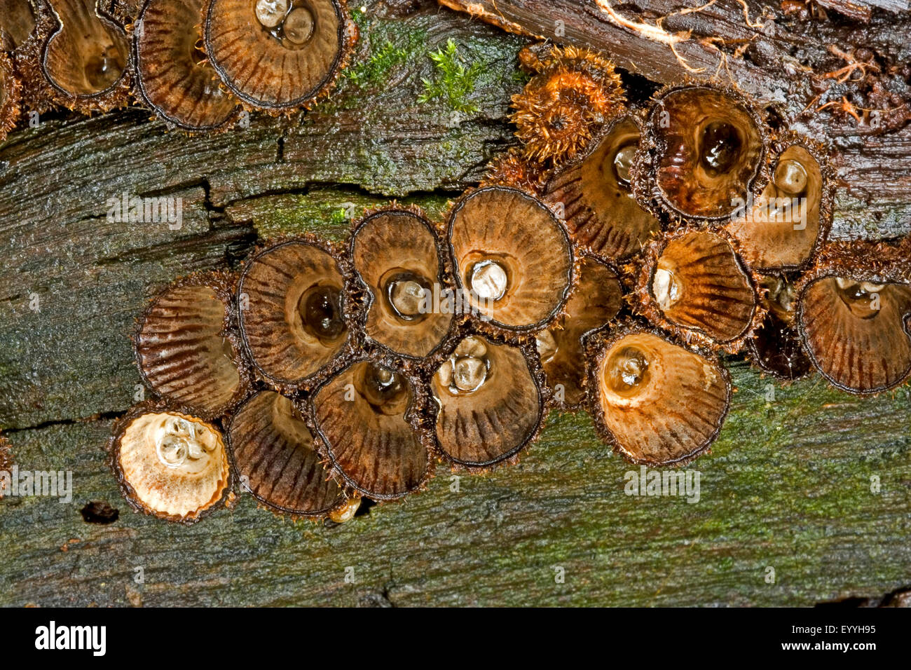 Nid d'oiseau à cannelures (Cyathus striatus, Peziza striata, Cyathella striata), des organes de fructification sur le bois mort, Allemagne Banque D'Images