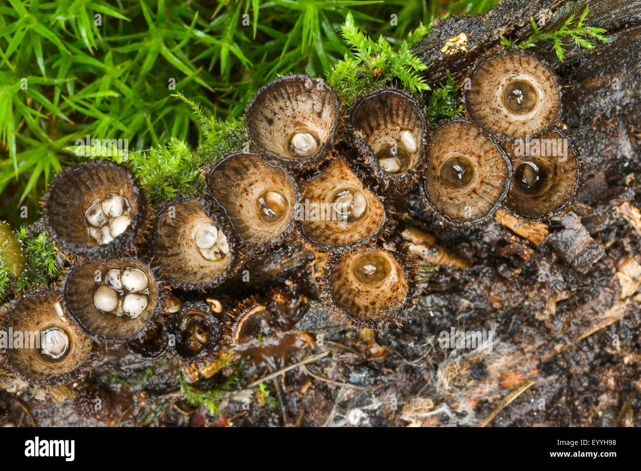 Nid d'oiseau à cannelures (Cyathus striatus, Peziza striata, Cyathella striata), des organes de fructification sur le bois mort, Allemagne Banque D'Images
