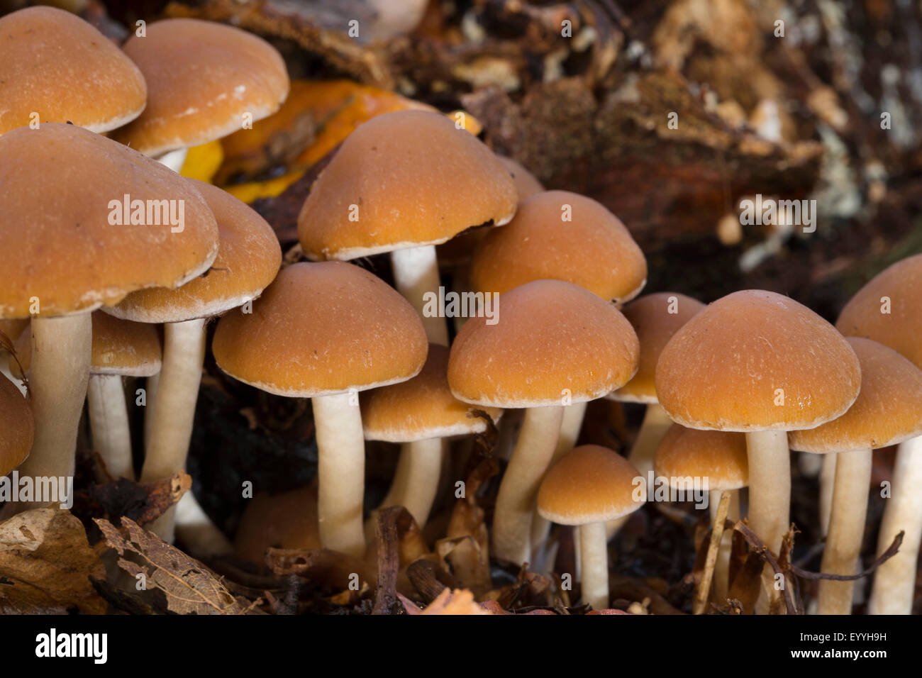 La souche commune (brittlestem Psathyrella piluliformis, Psathyrelle hydrophila), sur le bois mort, Allemagne Banque D'Images