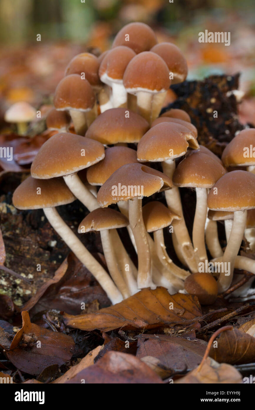 La souche commune (brittlestem Psathyrella piluliformis, Psathyrelle hydrophila), sur le bois mort, Allemagne Banque D'Images