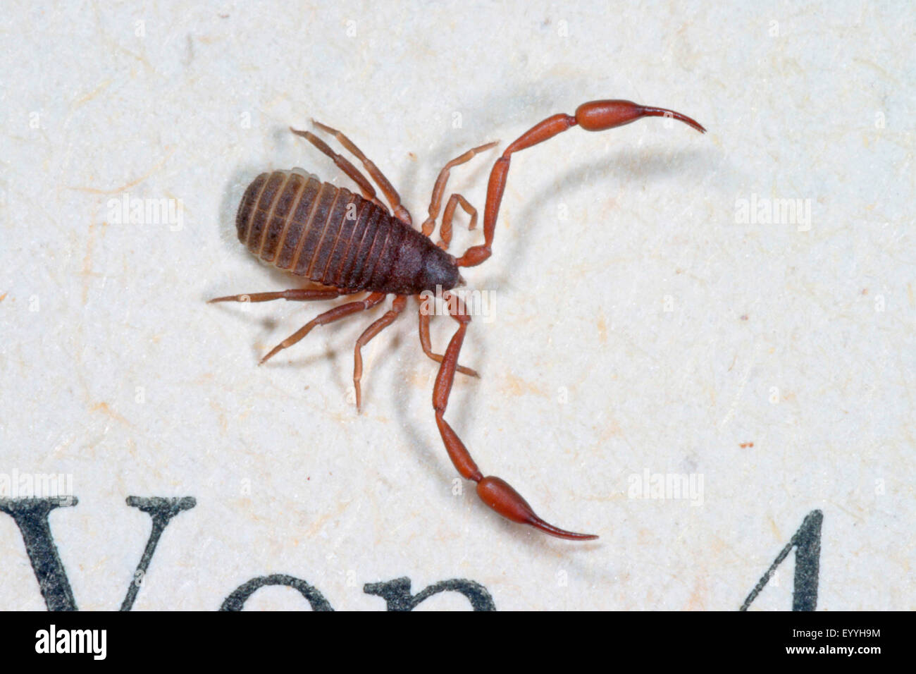 Chambre pseudoscorpion, Livre scorpion (chelifer avaient cancroides), sur un papier, Allemagne Banque D'Images