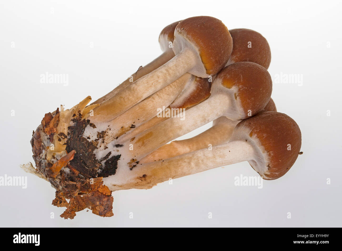 La souche commune (brittlestem Psathyrella piluliformis, Psathyrelle hydrophila), découpe, Allemagne Banque D'Images