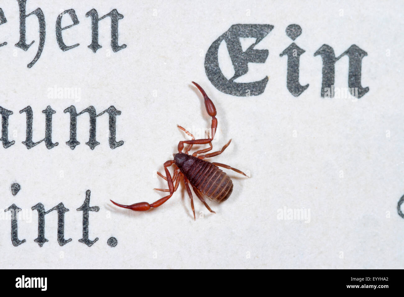 Chambre pseudoscorpion, Livre scorpion (chelifer avaient cancroides), sur un papier, Allemagne Banque D'Images