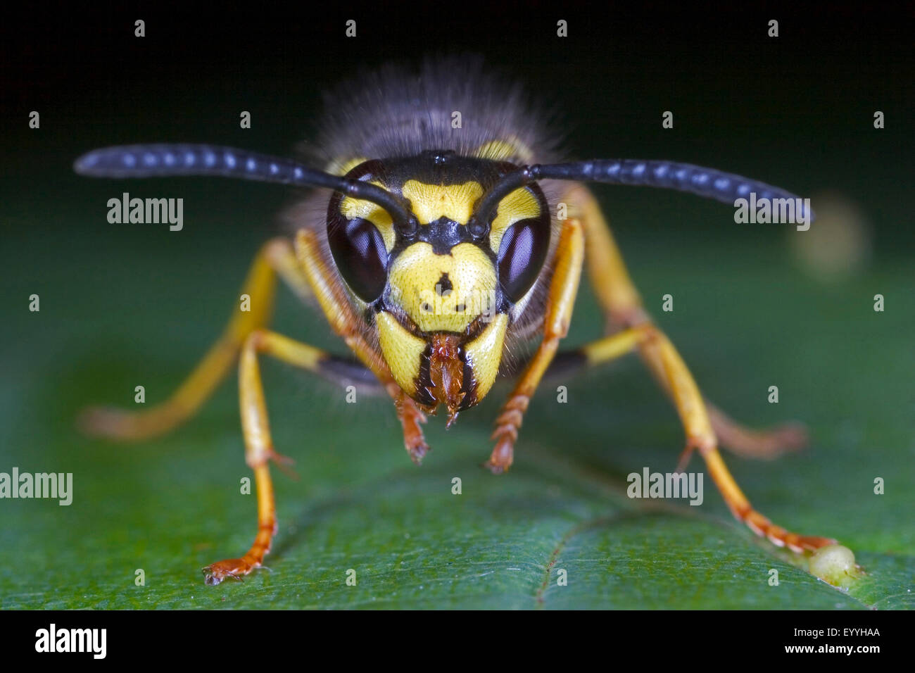 Guêpe (Vespula germanica allemand, Vespa germanica, Paravespula germanica), toilettage, Allemagne Banque D'Images