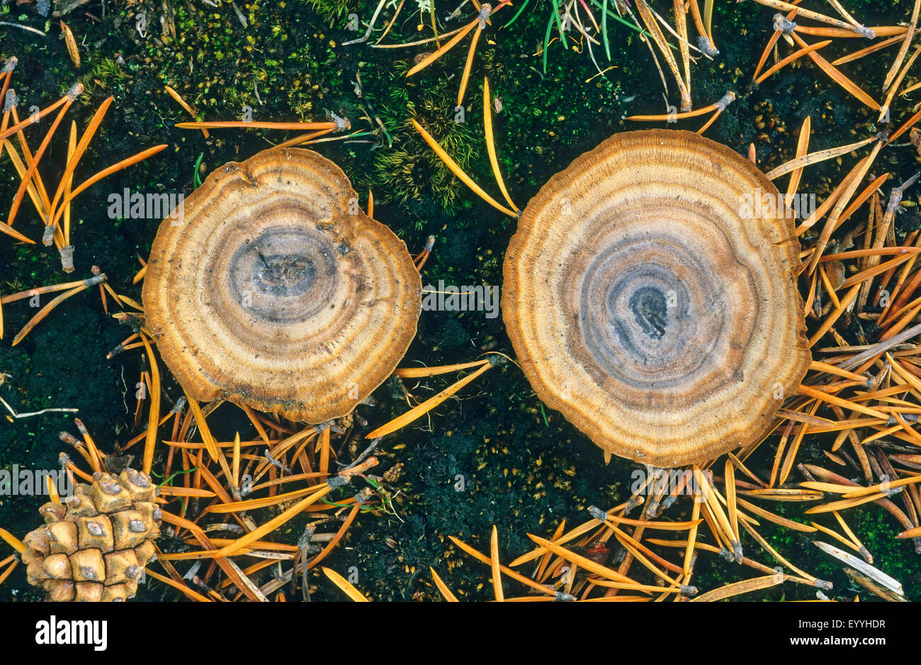 Tiger's eye (Coltricia perennis), deux organes de fructification sur le sol de la forêt moussue, vue de dessus, Allemagne Banque D'Images