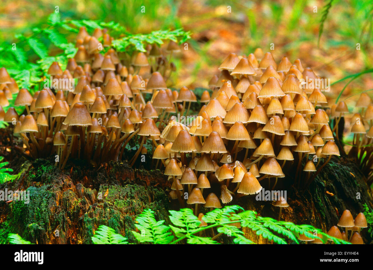 Bonnet, Mycena, casque (Mycena spec), groupe de champignons sur le bois mort, Allemagne Banque D'Images