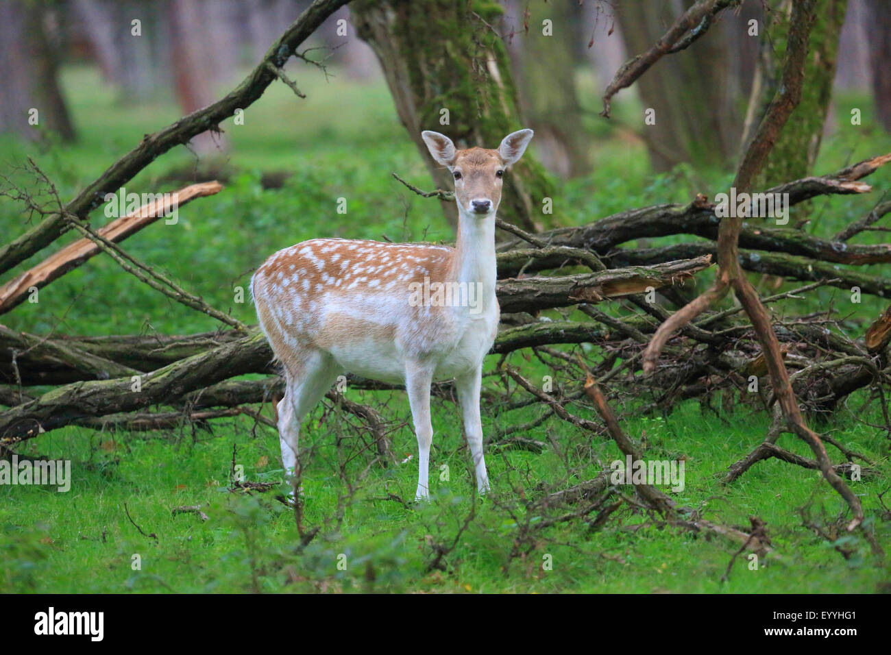Le daim (Dama dama, Cervus dama), femme dans un pré au bord de la forêt, de l'Allemagne Banque D'Images