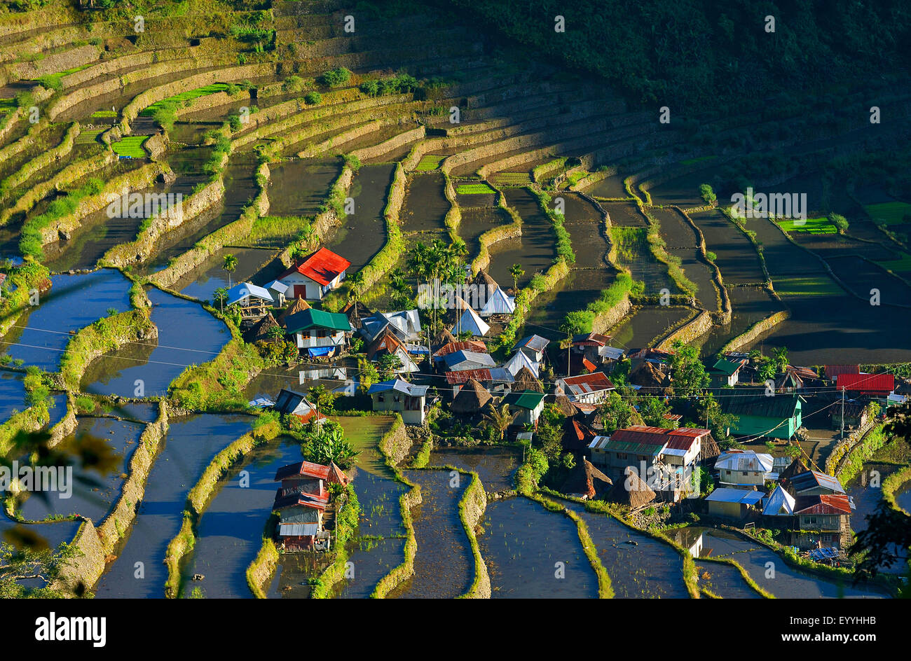 Dans le village en forme d'amphithéâtre Batad rizières en terrasses, Philippines, Luzon, Banaue Banque D'Images