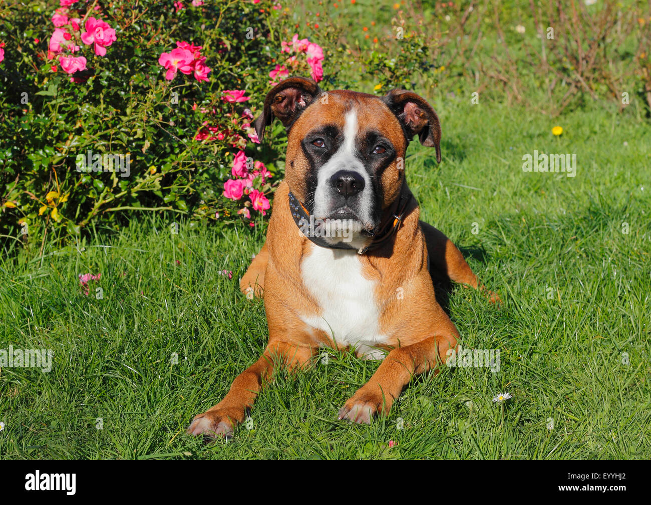 Dog (Canis lupus f. familiaris), un boxeur de 5 ans race mélangée mâle couché devant un buisson rose, Allemagne Banque D'Images