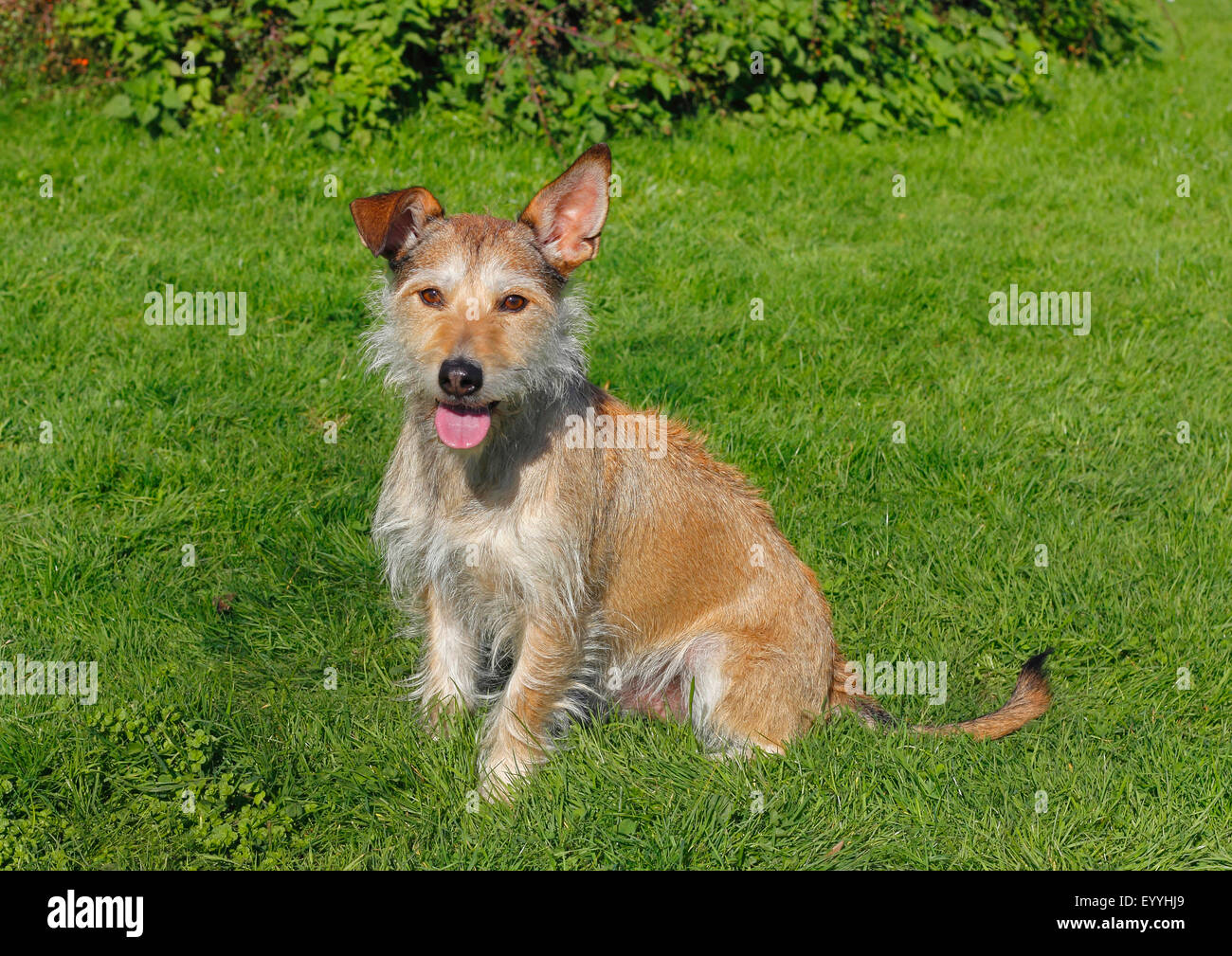 Dog (Canis lupus f. familiaris), Terrier Podenco mixed breed dog sitting dans un pré, Allemagne Banque D'Images