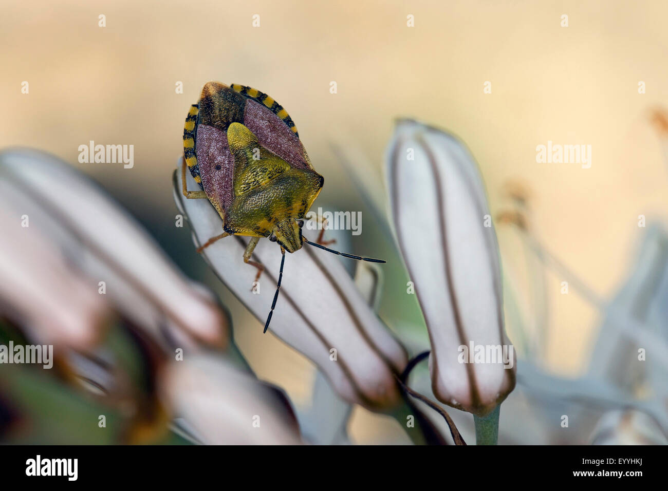 Carpocoris pudicus (bug de l'écran), sur les boutons de fleurs blanches, Allemagne Banque D'Images