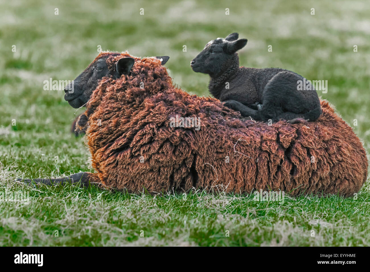 Le mouton domestique (Ovis ammon aries. f), l'agneau se reposant sur le dos de sa mère, l'Allemagne, Rhénanie du Nord-Westphalie Banque D'Images