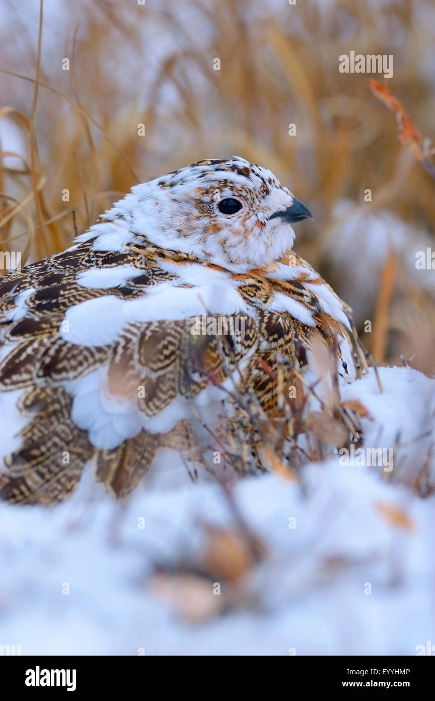 Lagopède des saules (Lagopus lagopus), la mue de l'été à l'hiver, le plumage est assis dans la neige, USA, Alaska, Denali Nationalpark Banque D'Images