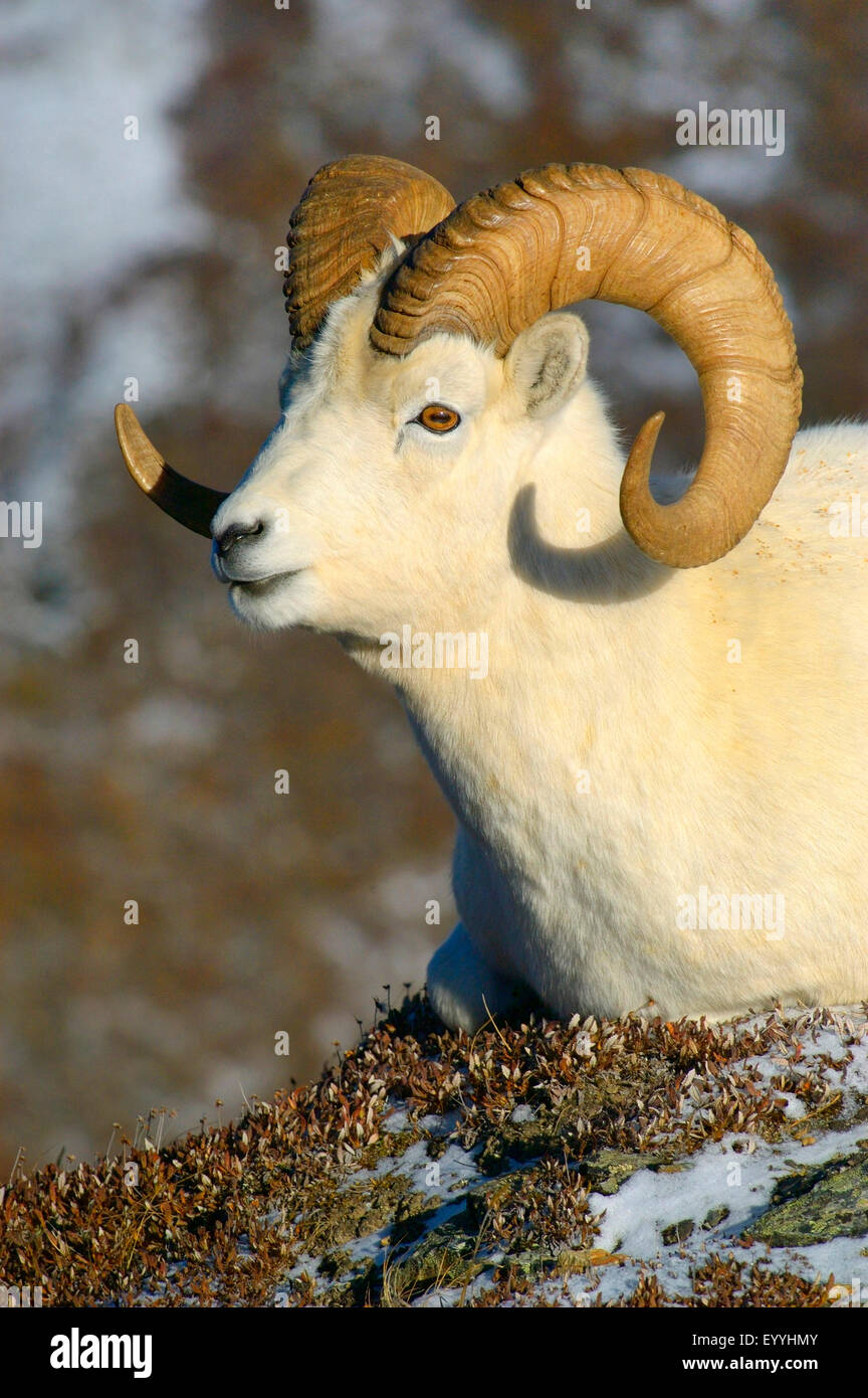 Les mouflons de Dall, mouton blanc (Ovis dalli), portrait d'un ram, USA, Alaska, Denali Nationalpark Banque D'Images