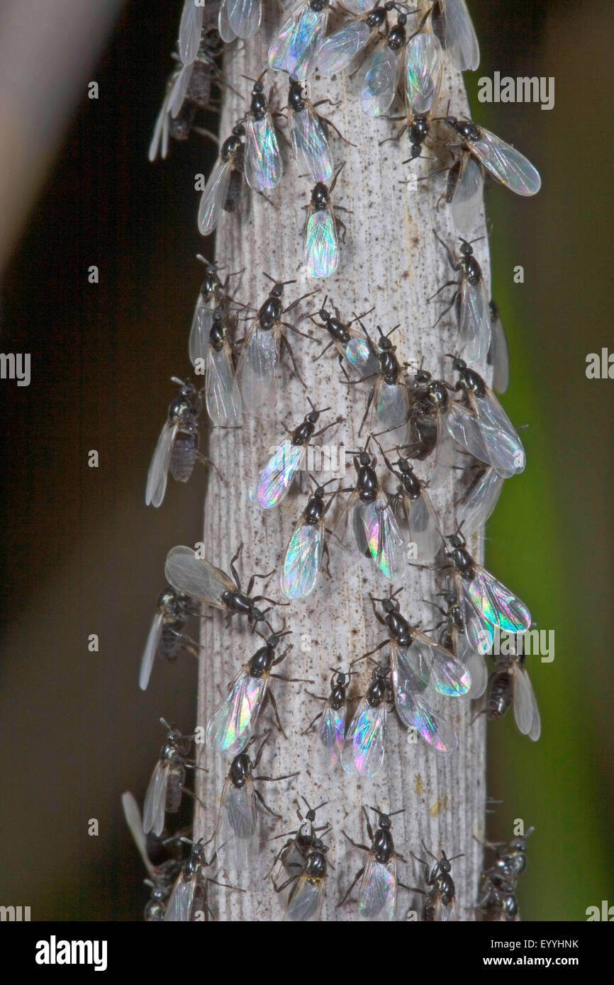 Minute chasse noir fly (Scatopsidae), de nombreuses minutes de chasse noir vole sur une tige, Allemagne Banque D'Images