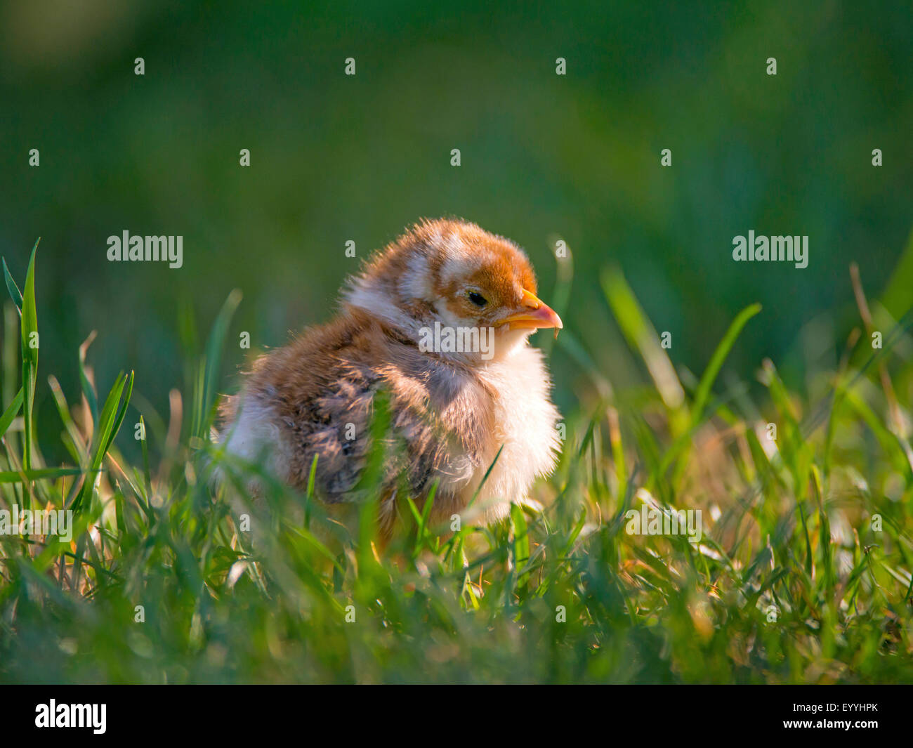 Bantam (Gallus gallus f. domestica), bantam chick reposant sur l'herbe, Allemagne, Rhénanie du Nord-Westphalie Banque D'Images