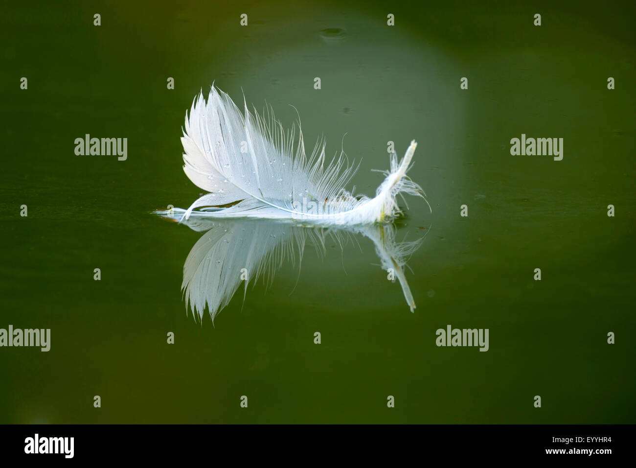 Mute swan (Cygnus olor), plume sur la surface de l'eau, l'Allemagne, Rhénanie du Nord-Westphalie Banque D'Images