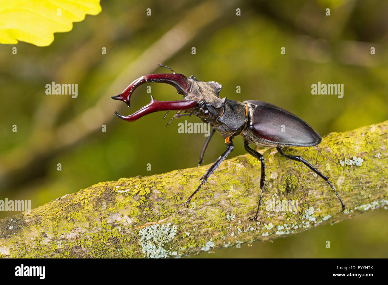 Stag beetle, stag beetle (Lucanus cervus), homme avec geste menaçant, Allemagne Banque D'Images