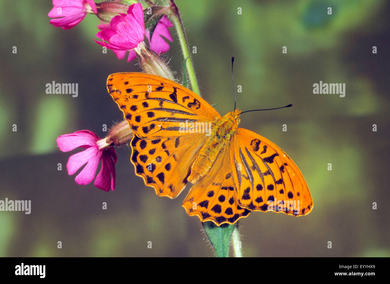 Silver-lavé fritillary (Argynnis paphia), homme à une tige en fleurs, Allemagne Banque D'Images