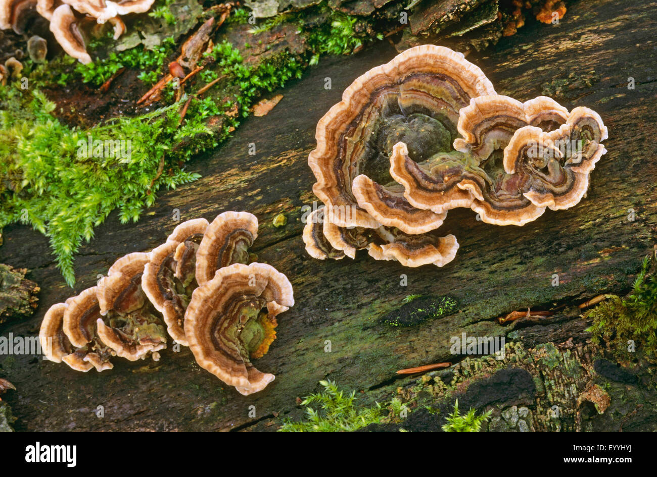 La Turquie, Turkeytail la queue, beaucoup de zones support, la pourriture du bois (Trametes versicolor, Coriolus versicolor), des organes de fructification sur le bois mort, Allemagne Banque D'Images