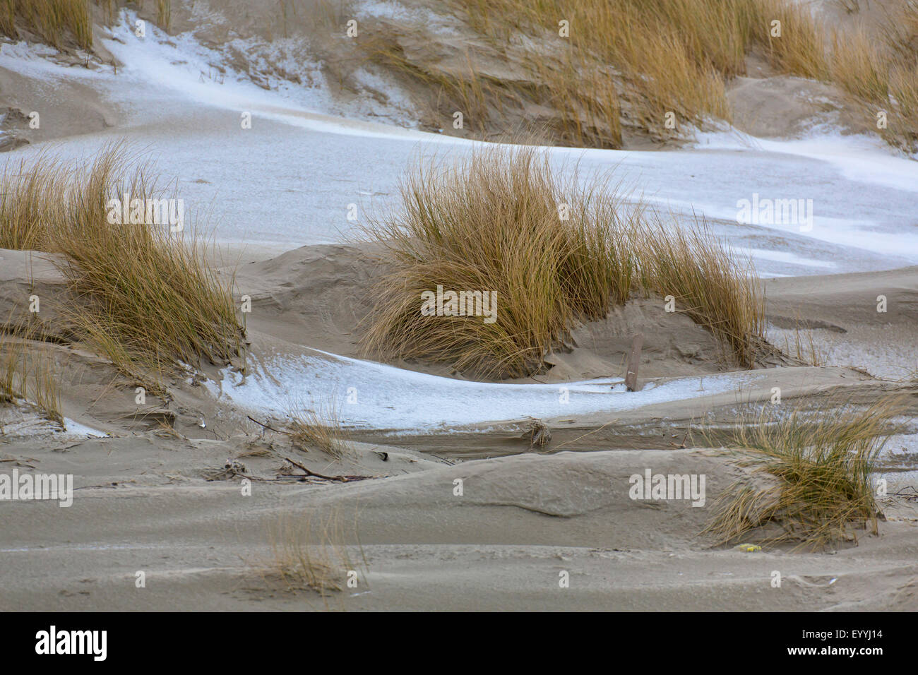 L'hiver dans les dunes, ALLEMAGNE, Basse-Saxe, Juist Banque D'Images