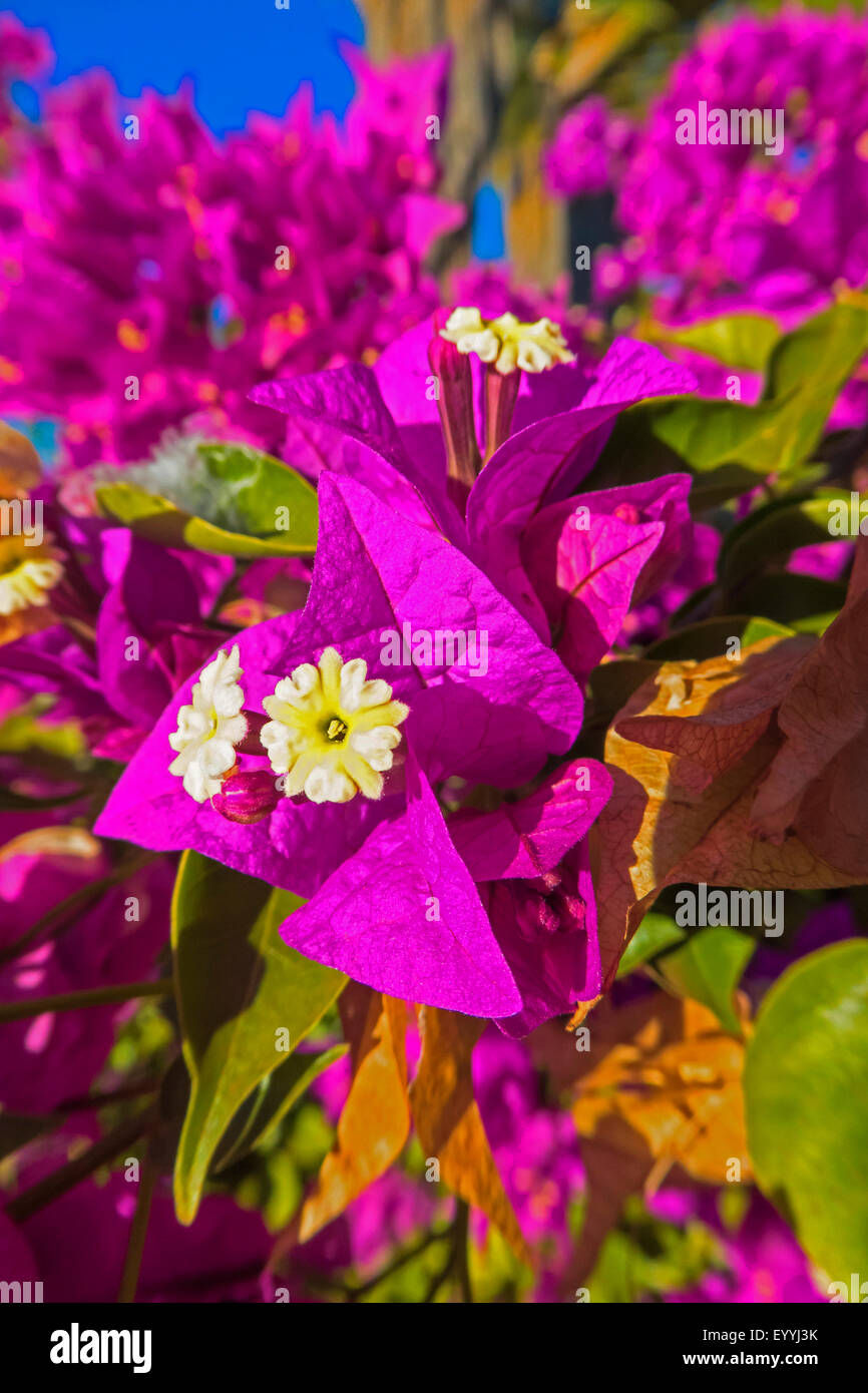 Bougainvillée (Bougainvillea glabra), les fleurs et les bractées, de l'Australie, Australie occidentale, Newman Banque D'Images