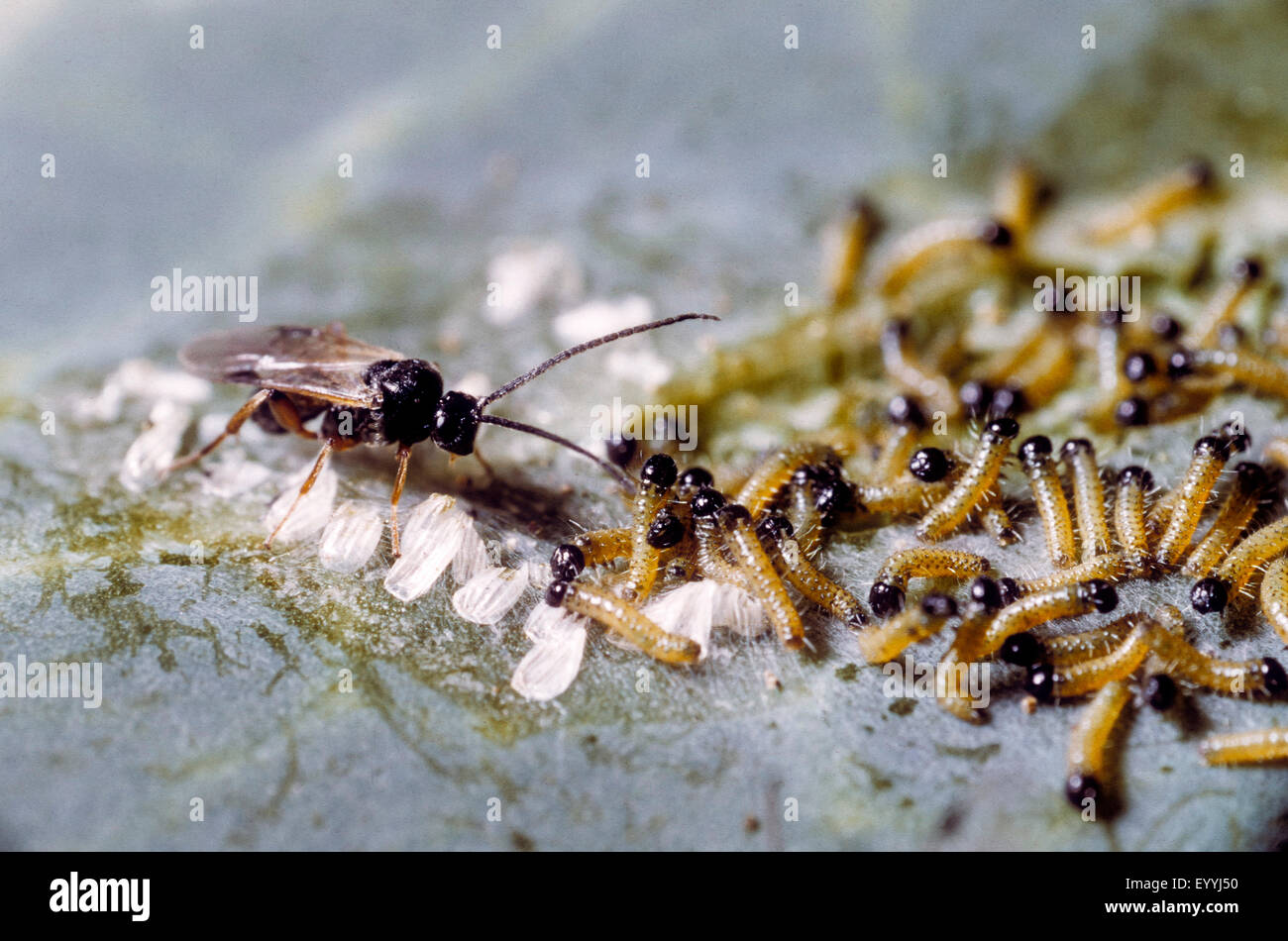 Papillon blanc, parasite Cotesia glomerata (apanteles commun, l'Apanteles glomeratus), la ponte dans les jeunes chenilles, parasite de la chenille de la piéride du chou, Allemagne Banque D'Images