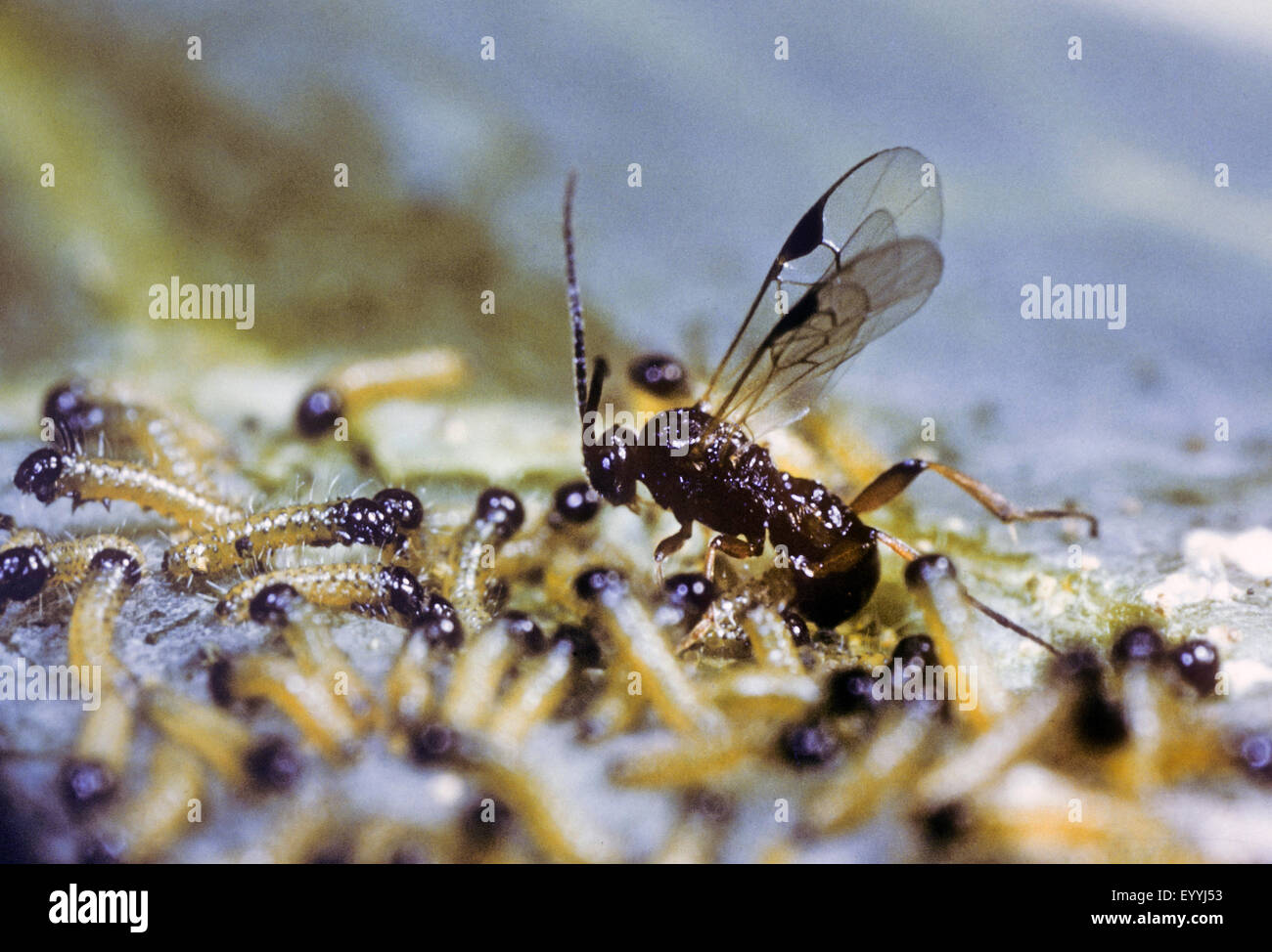 Papillon blanc, parasite Cotesia glomerata (apanteles commun, l'Apanteles glomeratus), la ponte dans les jeunes chenilles, parasite de la chenille de la piéride du chou, Allemagne Banque D'Images