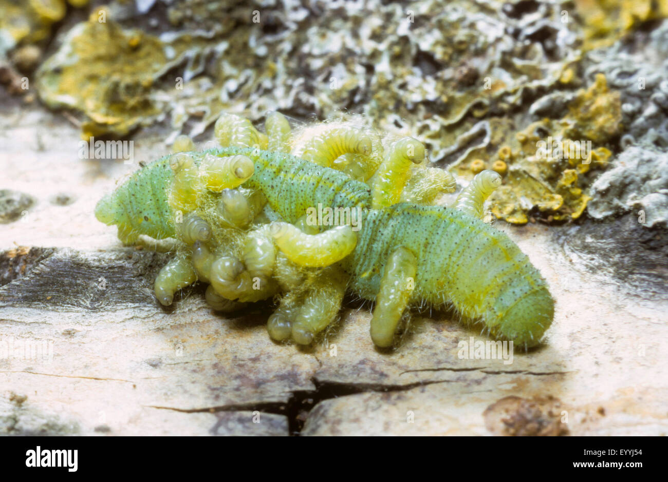 Papillon blanc, parasite Cotesia glomerata (apanteles commun, l'Apanteles glomeratus), les larves de l'éruption, parasite de la chenille caterpillar du chou blanc, Allemagne Banque D'Images