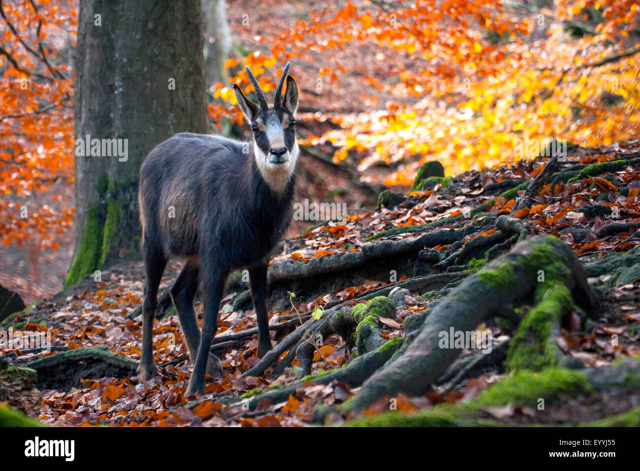 Chamois (Rupicapra rupicapra), debout dans une forêt d'automne, la Suisse, Sankt Gallen Banque D'Images
