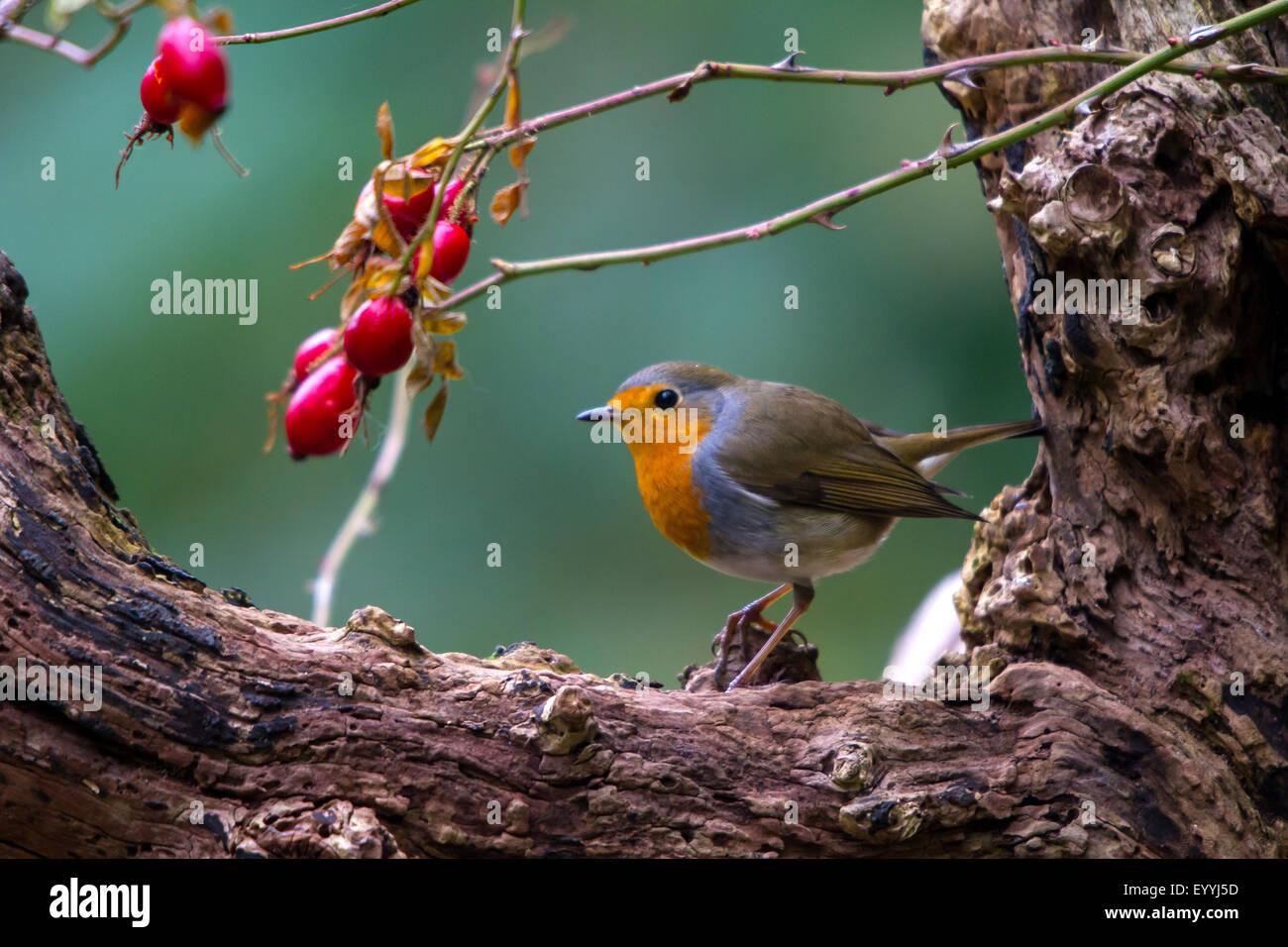 European robin (Erithacus rubecula aux abords), avec d'églantier sur un vieil arbre, Suisse, Sankt Gallen, Rheineck Banque D'Images