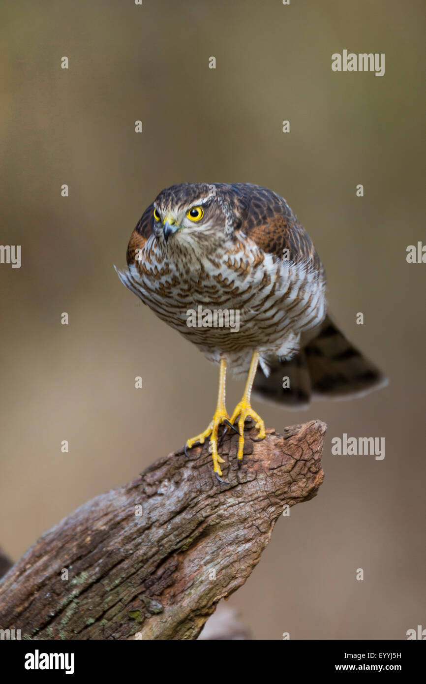 Le nord de l'épervier (Accipiter nisus), debout sur le bois mort, Allemagne Banque D'Images