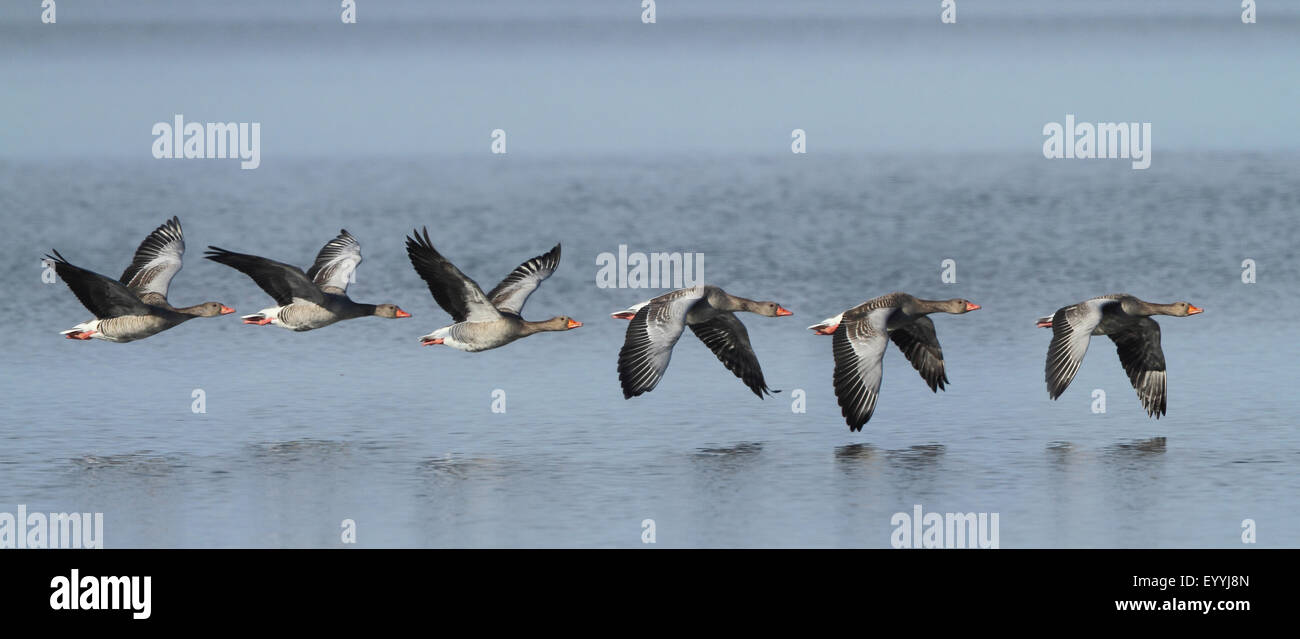 Oie cendrée (Anser anser), flock, volant à proximité sur la surface de l'eau, de l'Allemagne, de Bavière, le lac de Chiemsee Banque D'Images