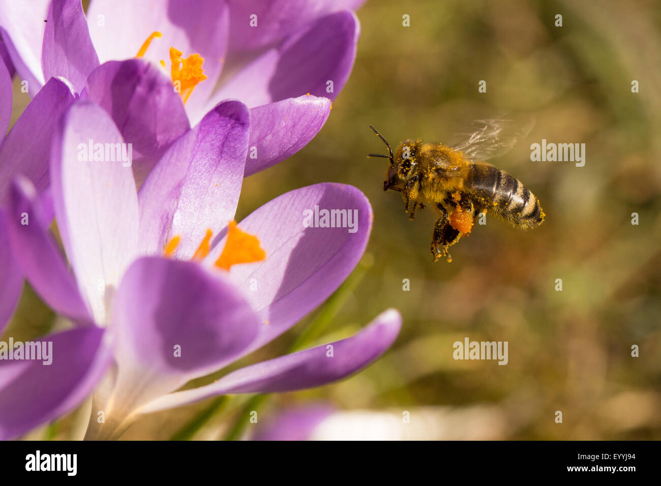 Abeille, ruche abeille (Apis mellifera mellifera), la collecte du pollen lors d'une fleur de crocus, de l'Allemagne, la Bavière Banque D'Images