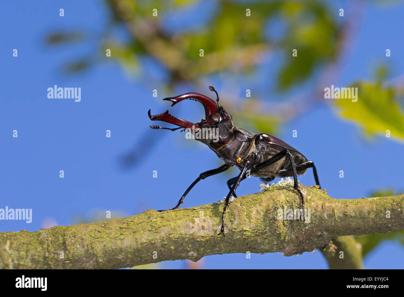 Stag beetle, stag beetle (Lucanus cervus), homme, Allemagne Banque D'Images
