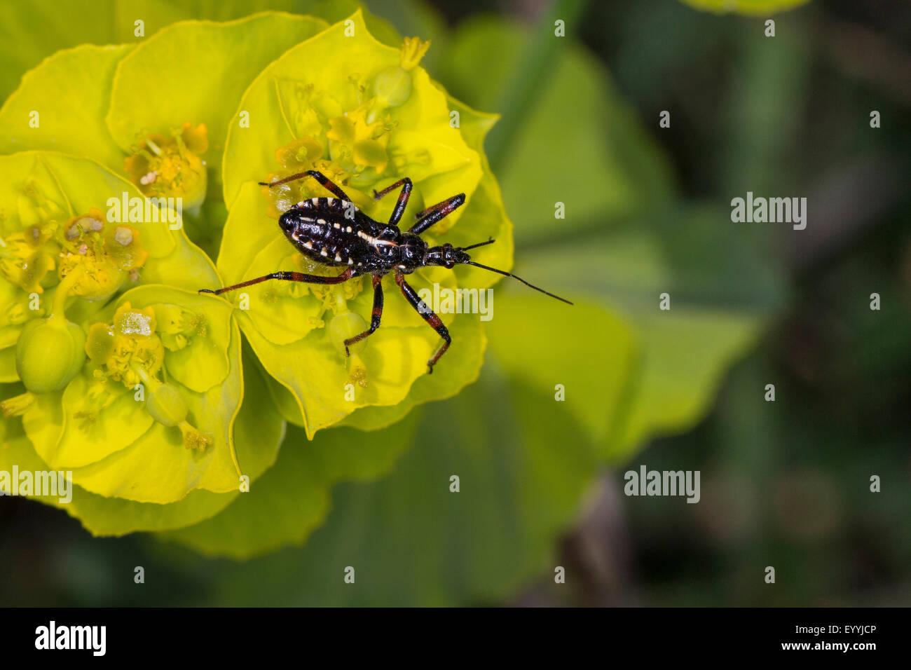 Assassin bugs, bugs (conenose Rhinocoris Rhynocoris cuspidatus, cuspidatus), nymphe sur une fleur jaune, Allemagne Banque D'Images